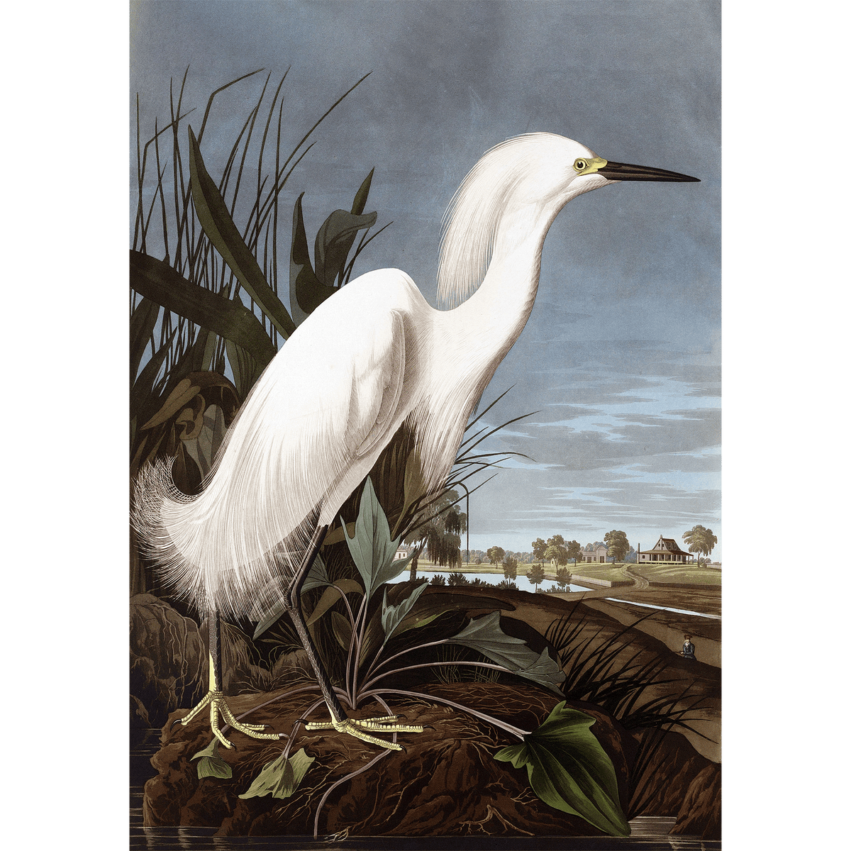 ARTCANVAS Great White Heron by John deals James Audubon Canvas Art Print