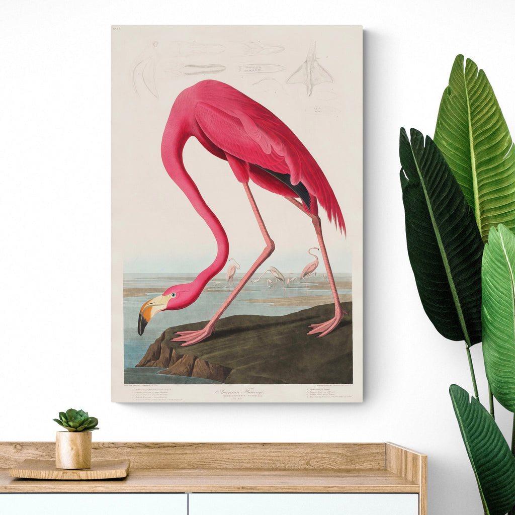 Birds Of America - Pink Flamingo - Great Blue Heron Set of 2 by John James Audubon