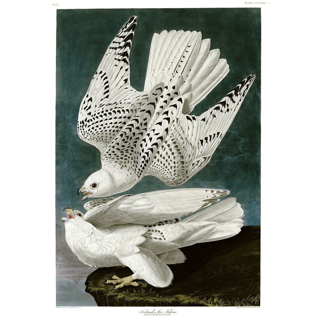 The Gyrfalcon by John James Audubon