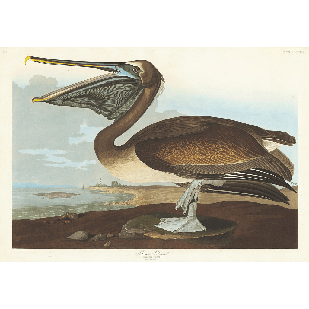 Pelican - Vintage Art by John James Audubon