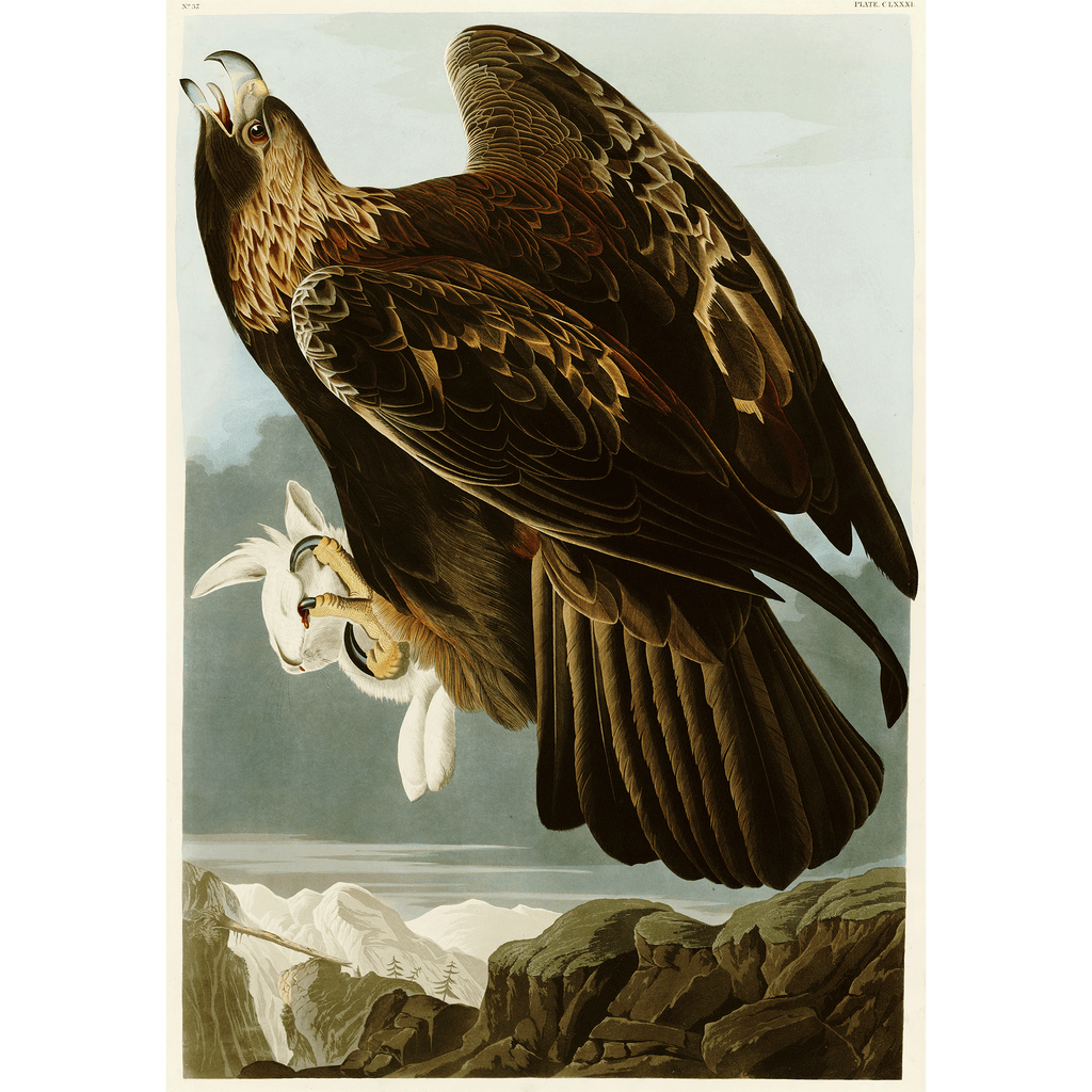 Golden Eagle - Vintage Art by John James Audubon