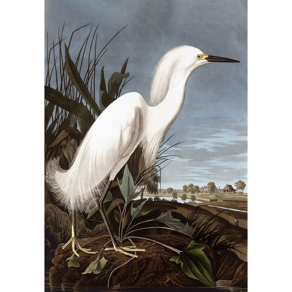 Snowy Heron by John James Audubon