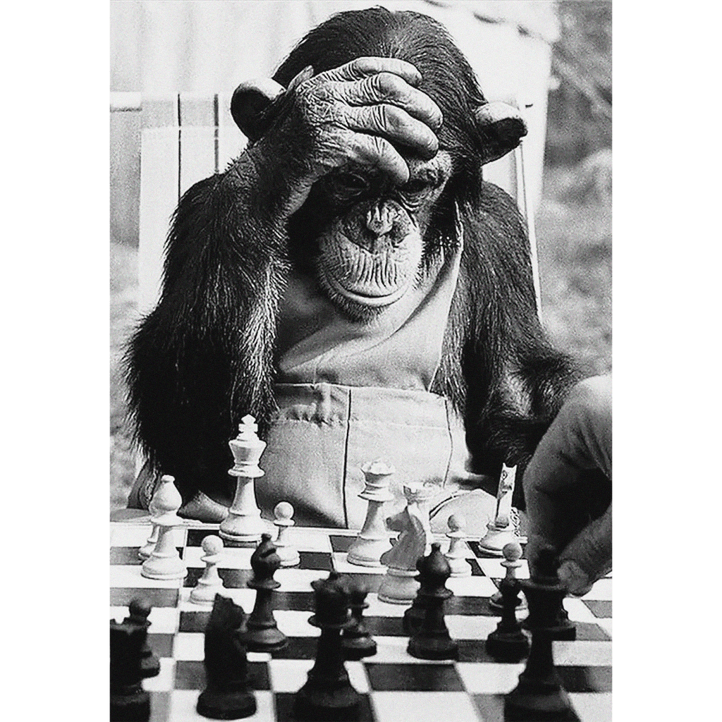 Monkey Playing Chess