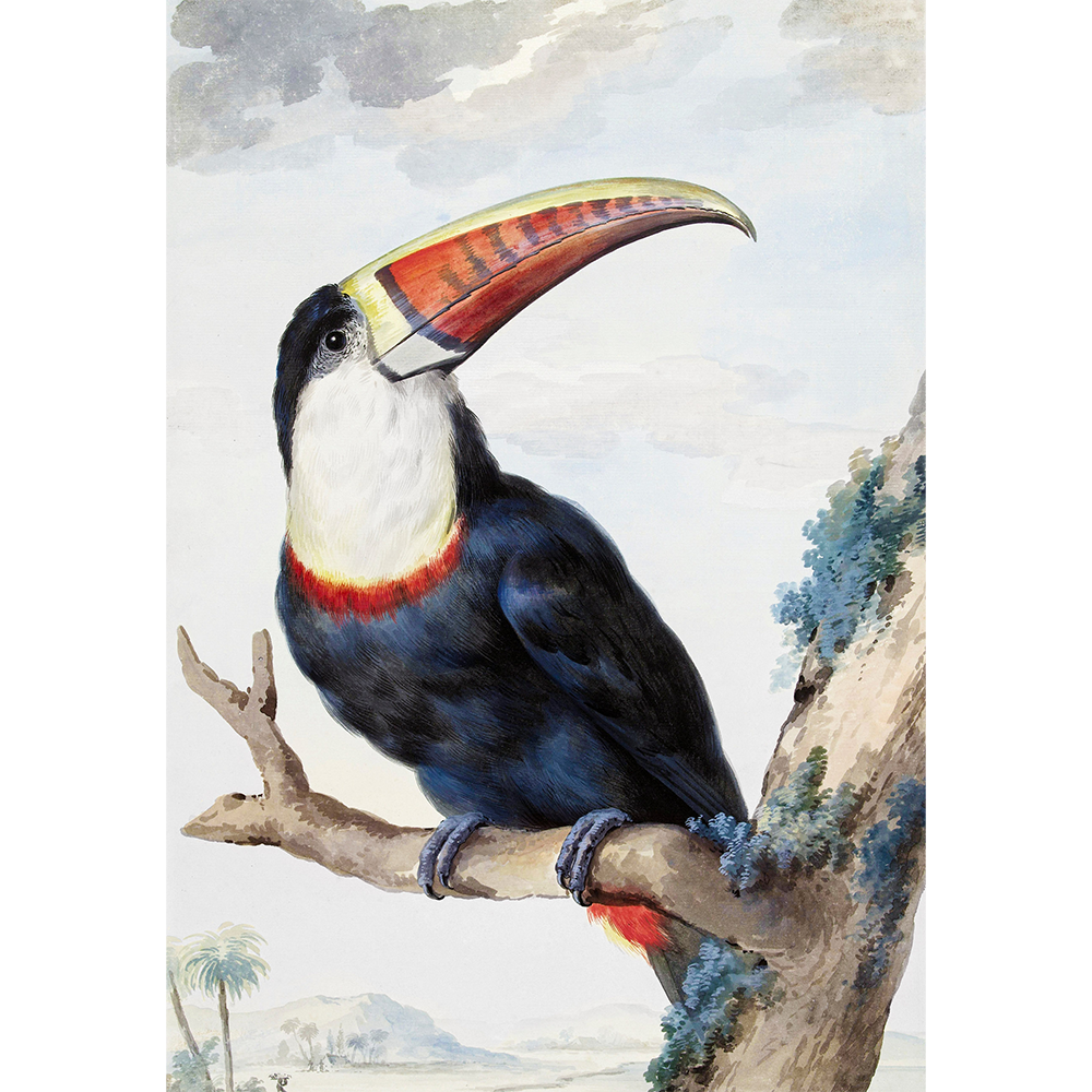 Red-billed Toucan - Vintage Bird Wall Art by Aert Schouman
