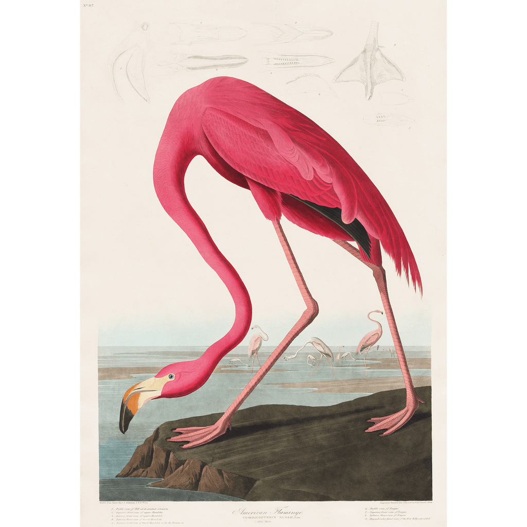 Pink Flamingo Vintage by John James Audubon