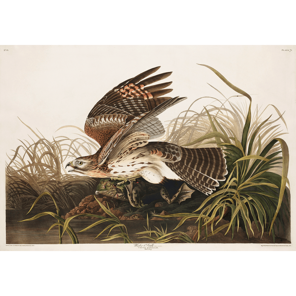 Winter Hawk from Birds of America (1827) by John James Audubon