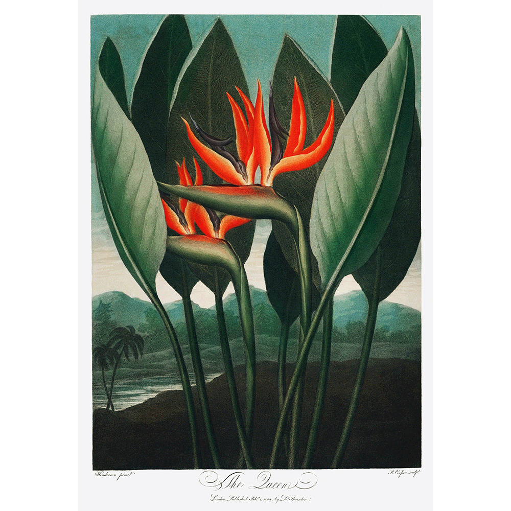 The Queen–Plant from The Temple of Flora by Robert John Thornton 1807