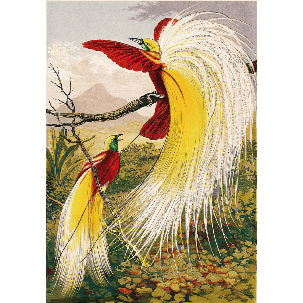 The Birds of Paradise by Benjamin Fawcett