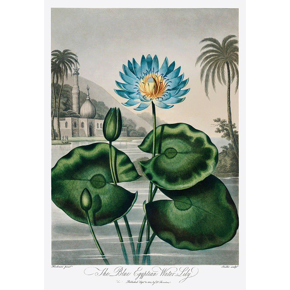 The Blue Egyptian Water-Lily from The Temple of Flora by Robert John Thornton 1807