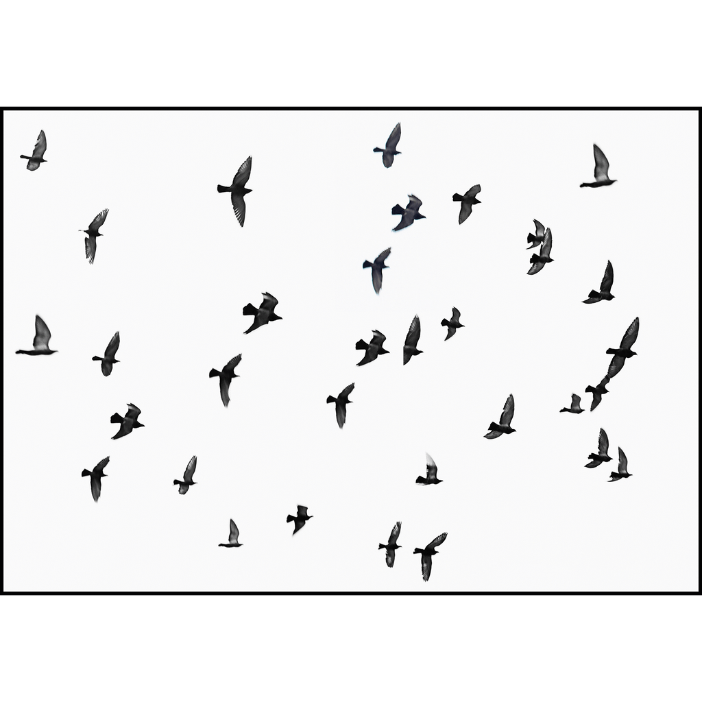 A Flock Of Birds 