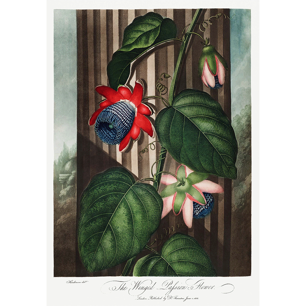 The Winged Passion-Flower from The Temple of Flora by Robert John Thornton 1807