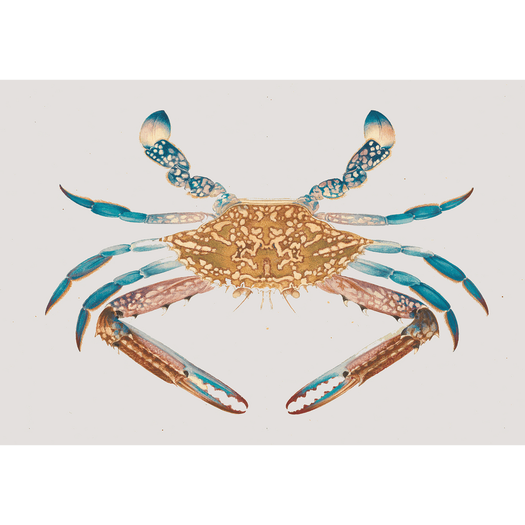 Crab - Kitchen 