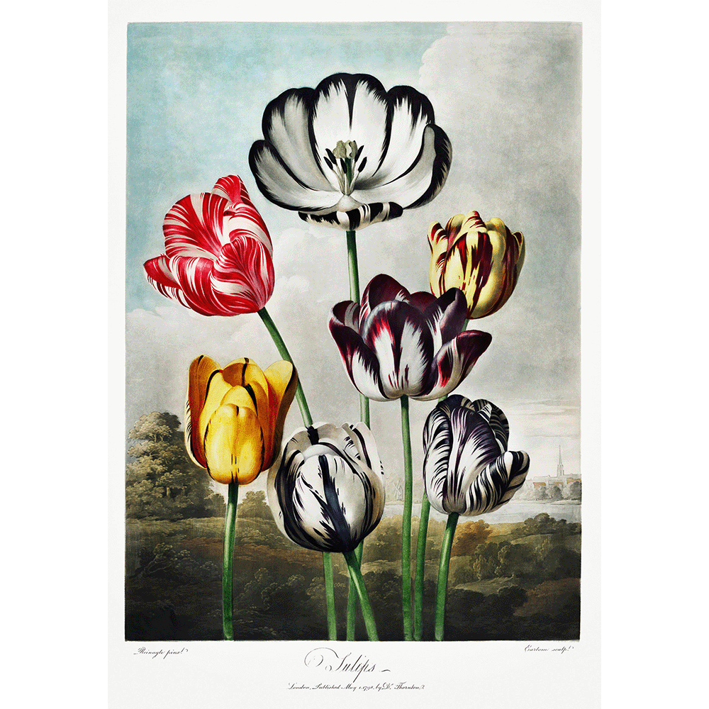 Tulips from The Temple of Flora by Robert John Thornton 1807