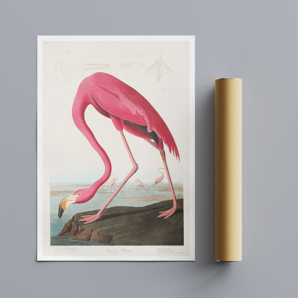 Pink Flamingo Vintage by John James Audubon