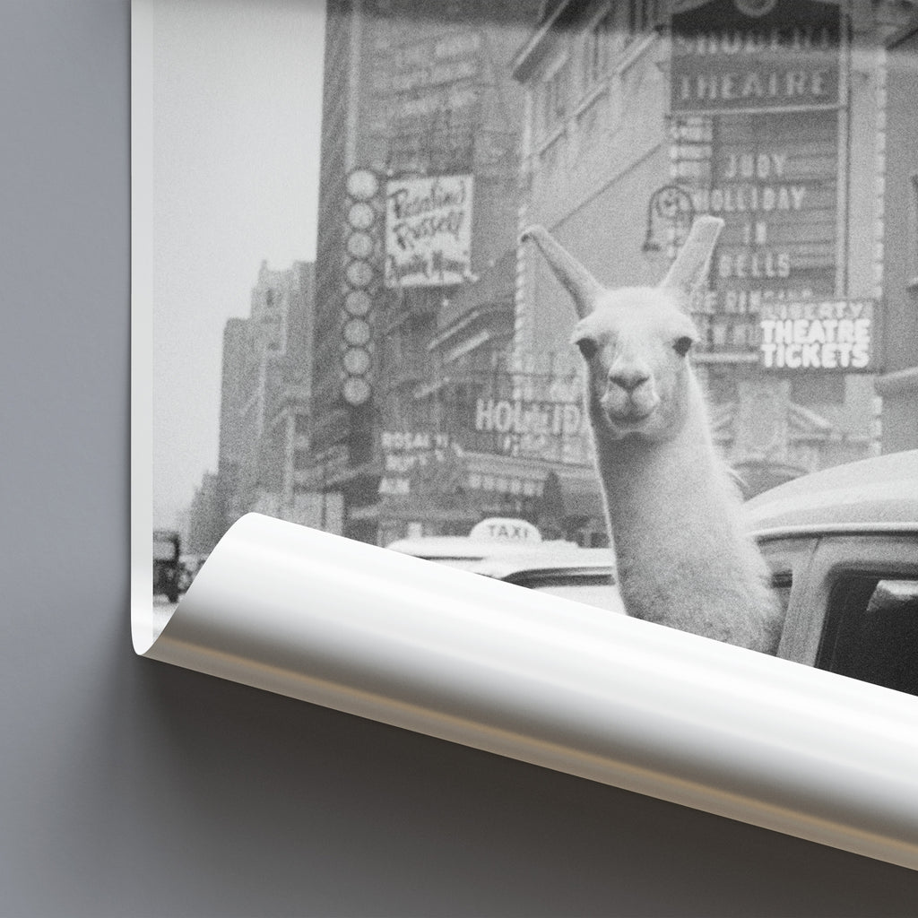 A Llama in a Taxi - Times Square - New York - Funny