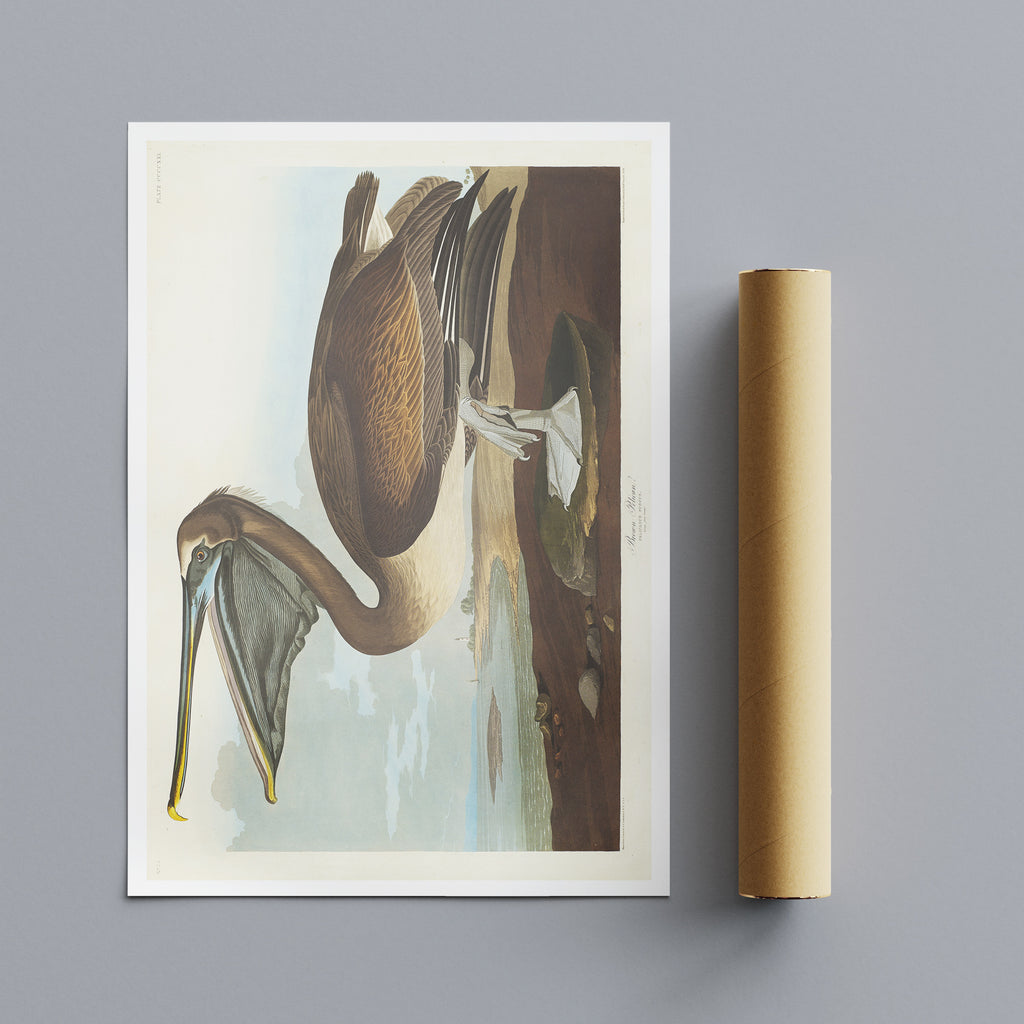 Pelican - Vintage Art by John James Audubon