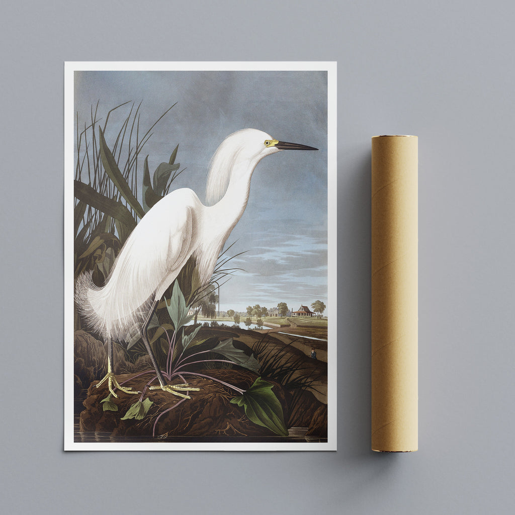 Snowy Heron by John James Audubon