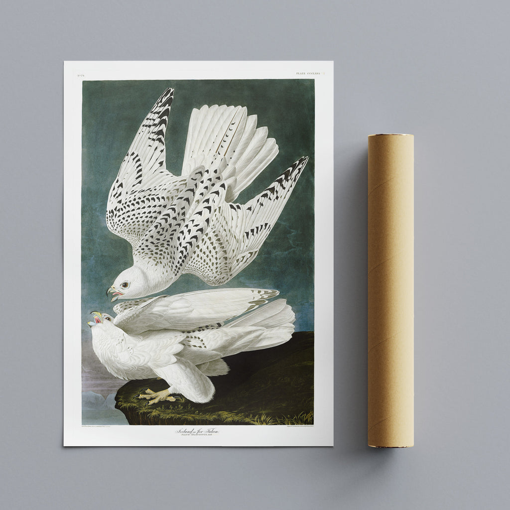 The Gyrfalcon by John James Audubon