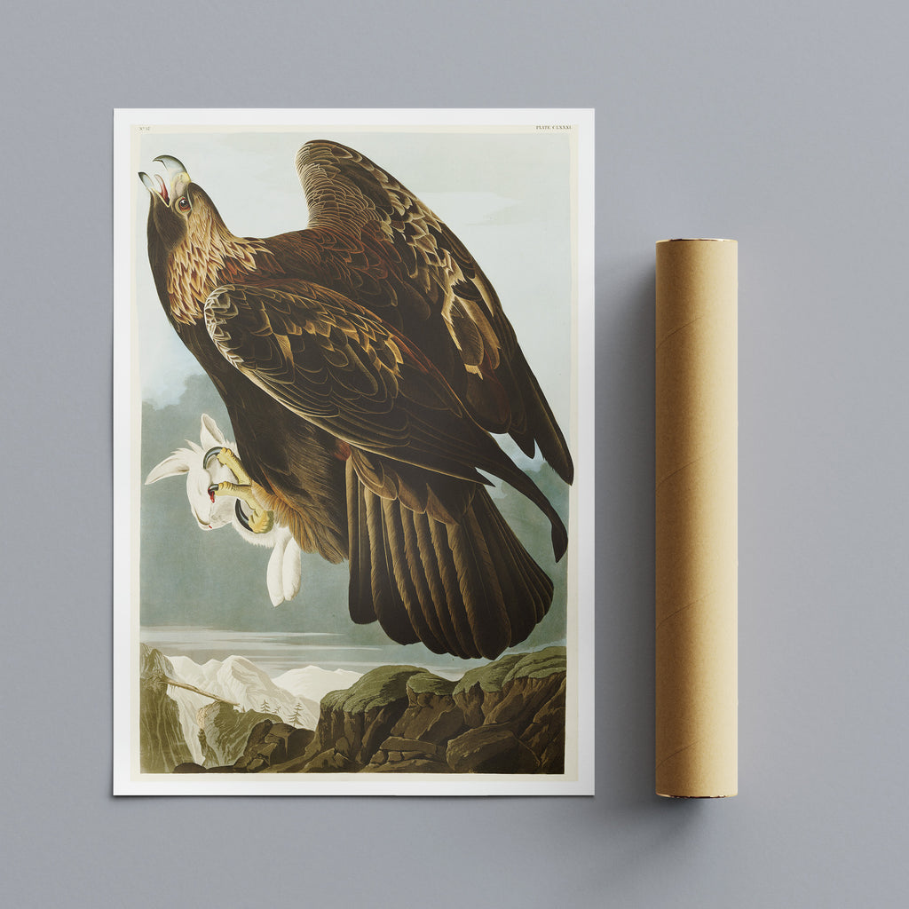 Golden Eagle - Vintage Art by John James Audubon