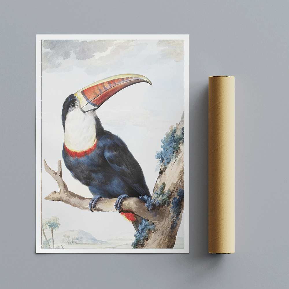 Red-billed Toucan - Vintage Bird Wall Art by Aert Schouman