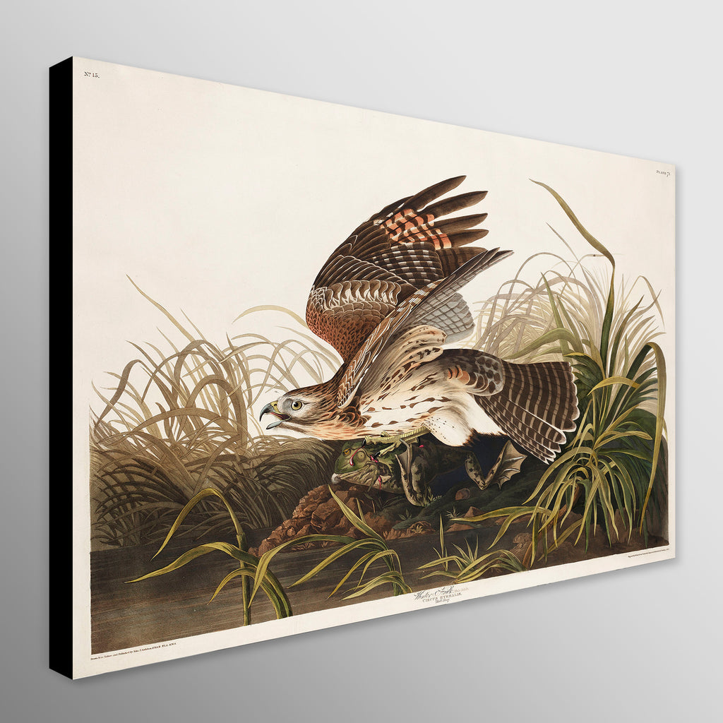 Winter Hawk from Birds of America (1827) by John James Audubon