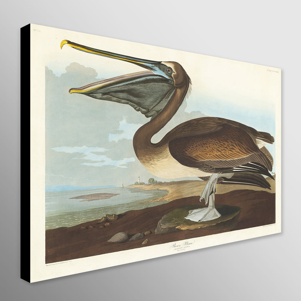 Pelican - Vintage Art by John James Audubon