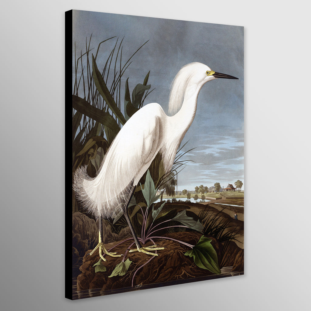 Snowy Heron by John James Audubon