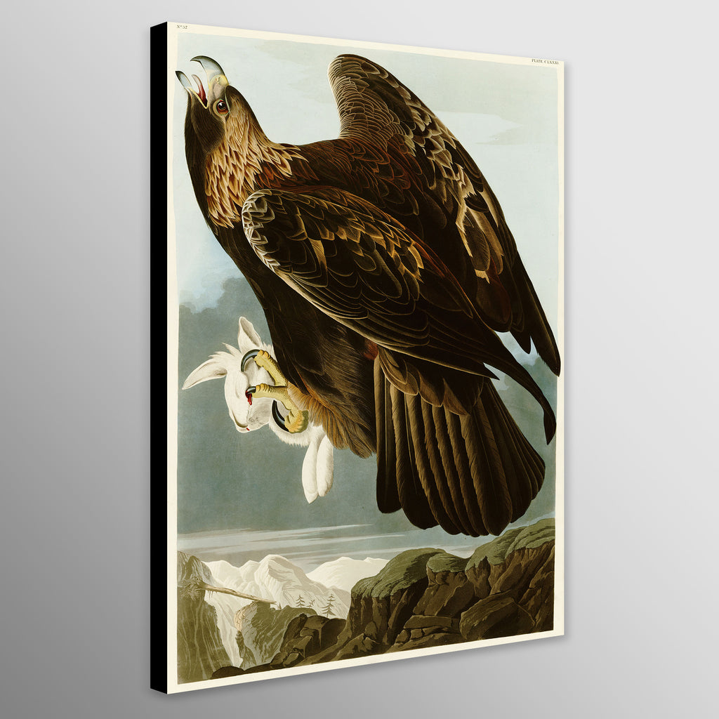 Golden Eagle - Vintage Art by John James Audubon