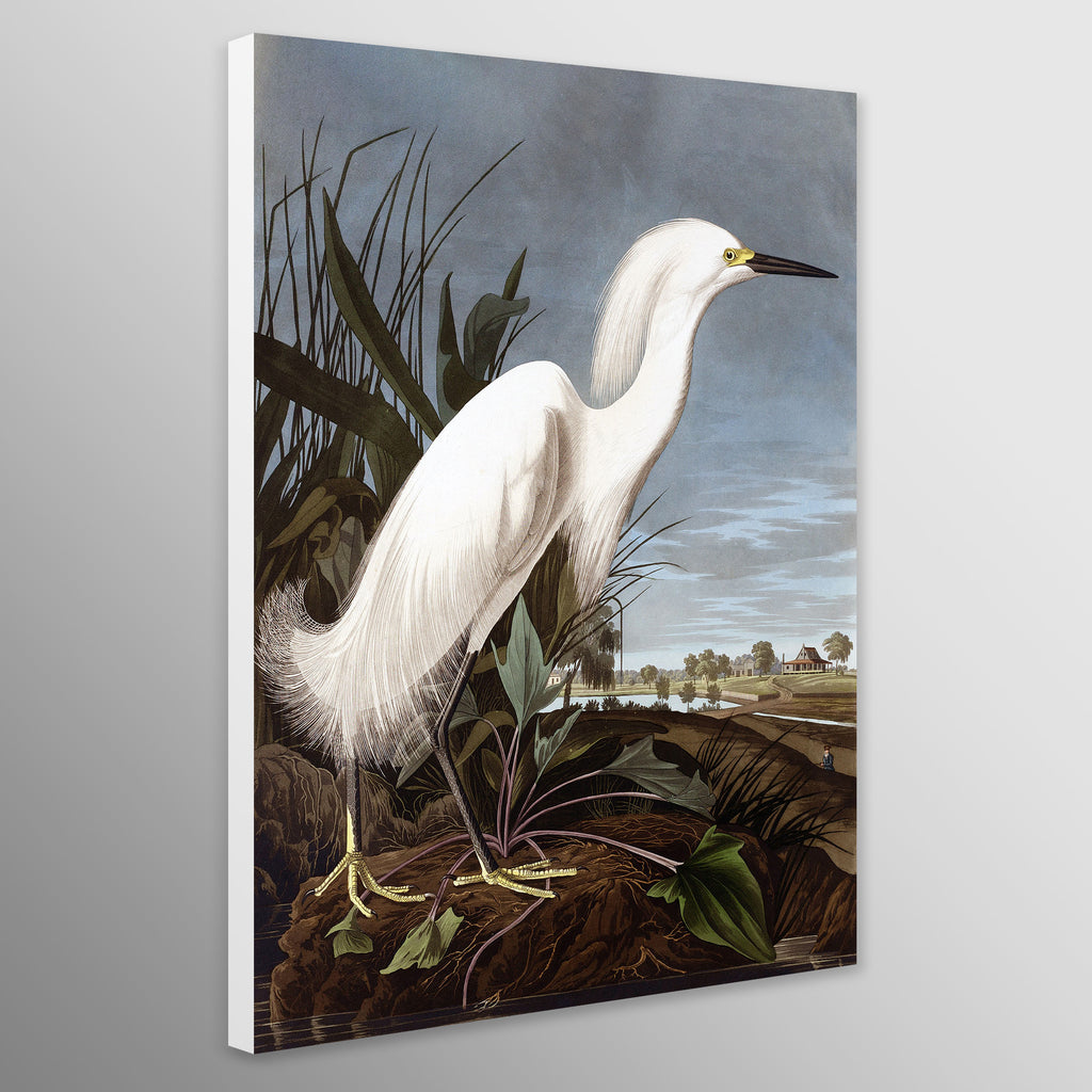 Snowy Heron by John James Audubon