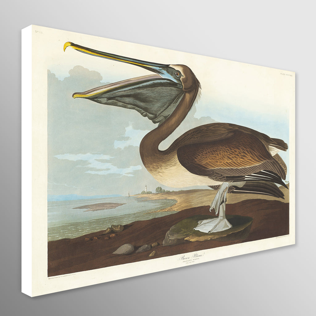 Pelican - Vintage Art by John James Audubon