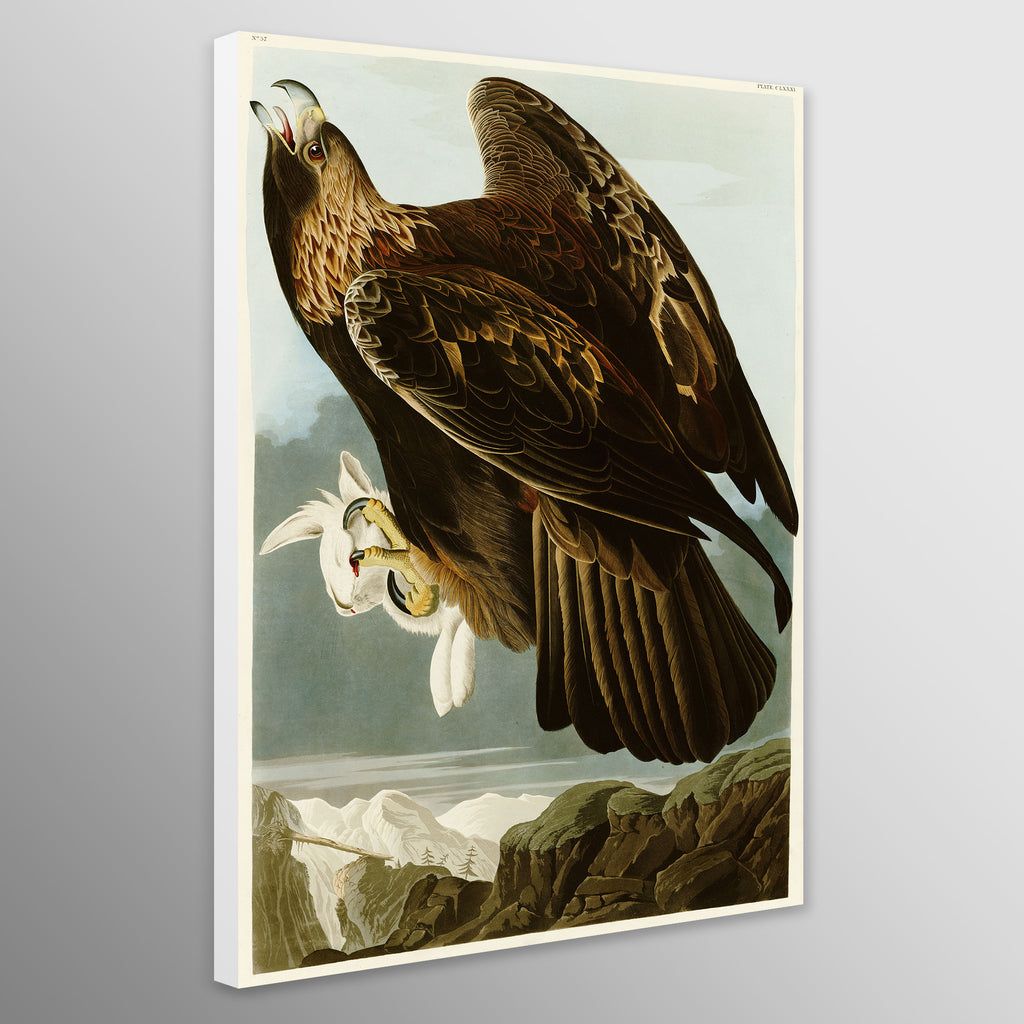 Golden Eagle - Vintage Art by John James Audubon