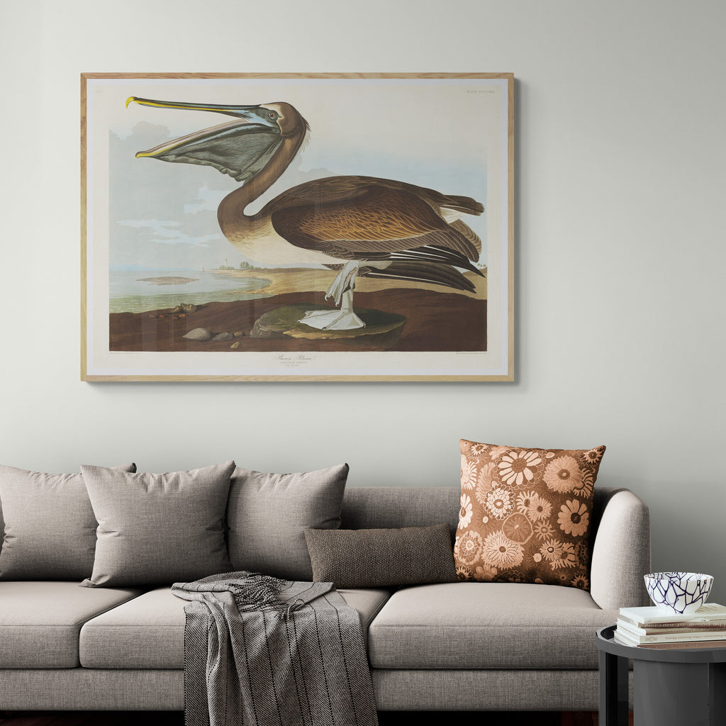 Pelican - Vintage Art by John James Audubon