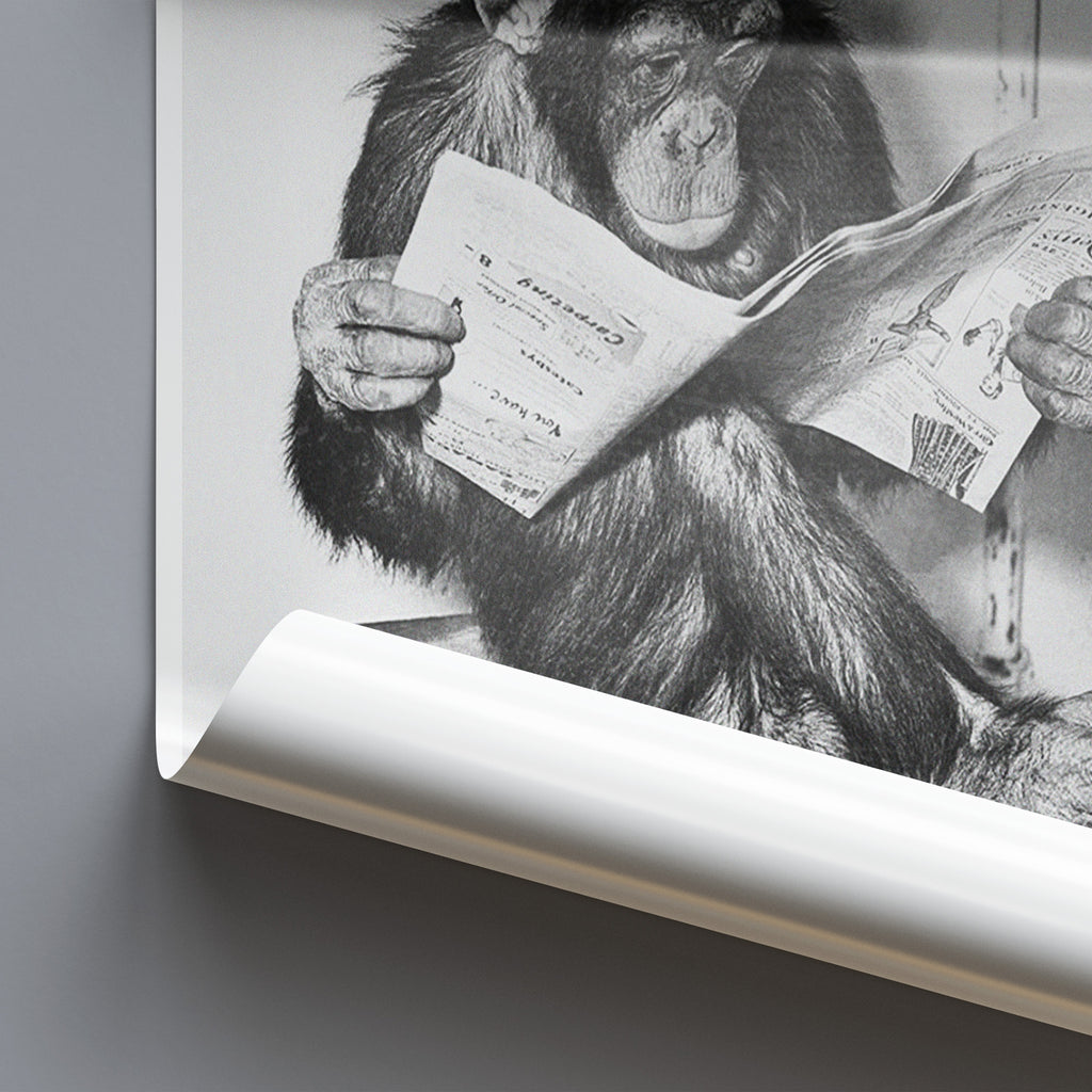 Chimpanzee  Reading Newpaper - Funny Art