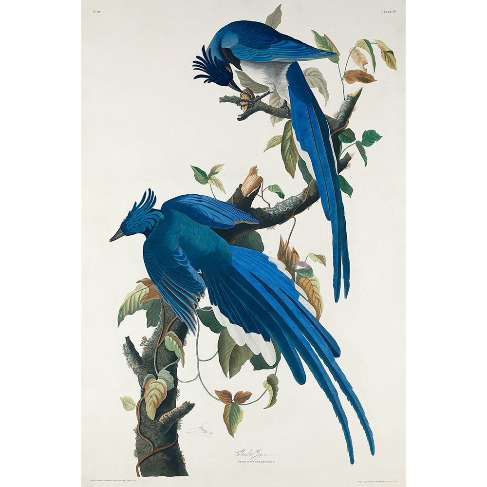 Columbia Jay Birds by John James Audubon