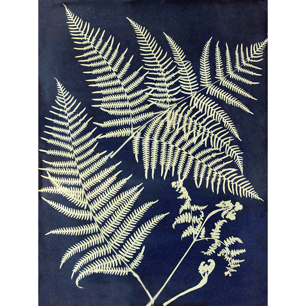 Eagle Fern - Abstract By Anna Atkins