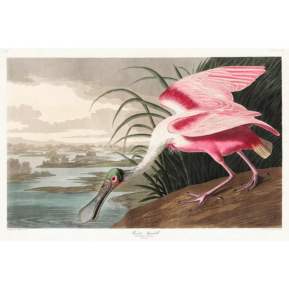 Roseate Spoonbill by John James Audubon