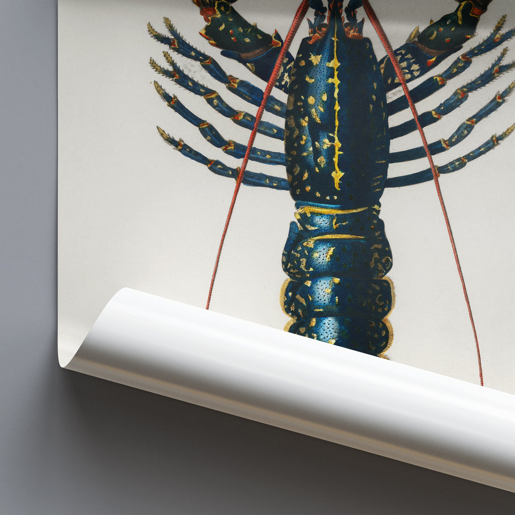 Lobster - Vintage by Charles Dessalines D' Orbigny 