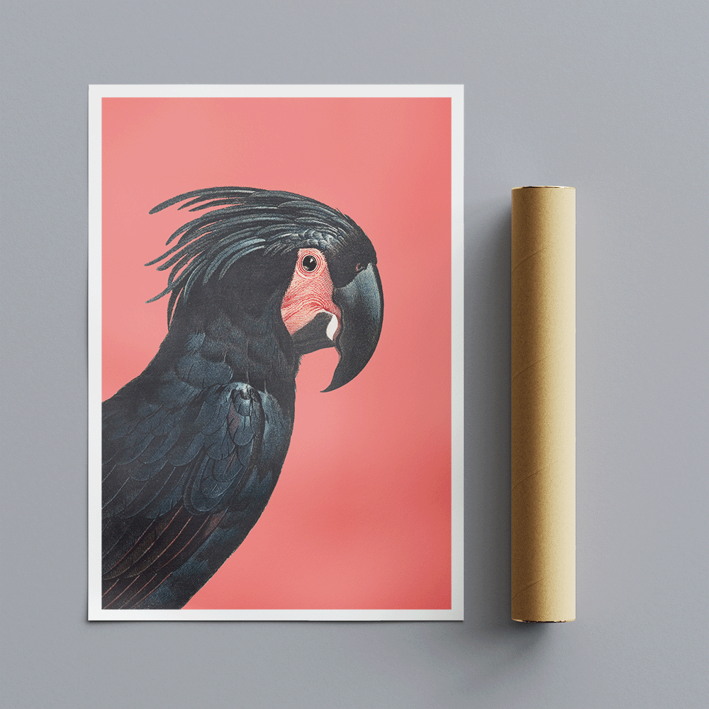 The Palm Cockatoo by Francois Levaillan