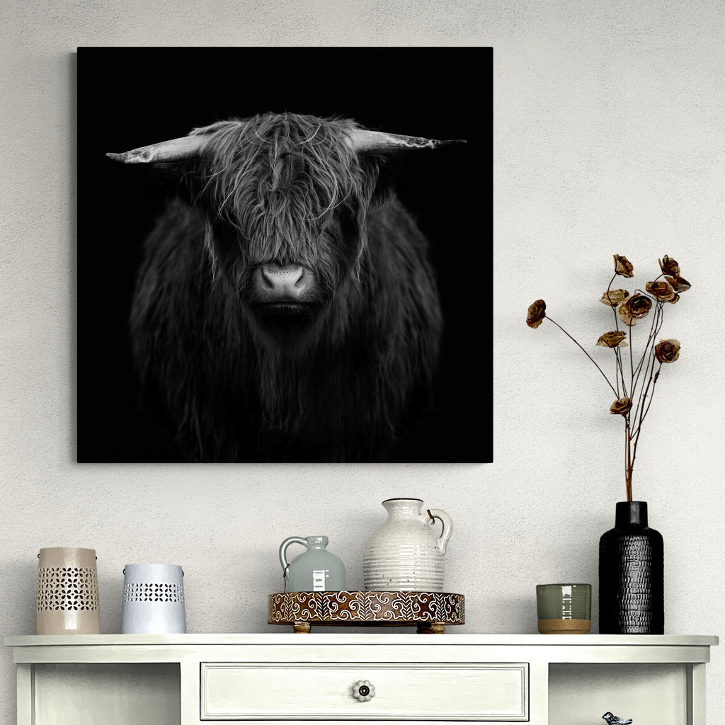 Highland Cow - Black And White