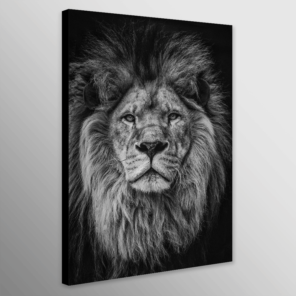 Lions Head - Male - Black and White
