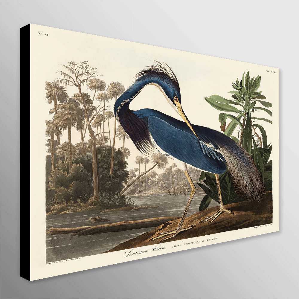 Louisiana Heron Bird by John James Audubon