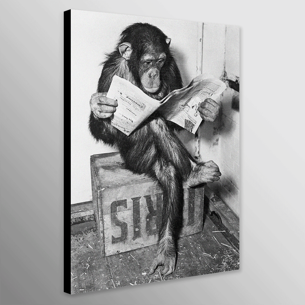Chimpanzee  Reading Newpaper - Funny Art