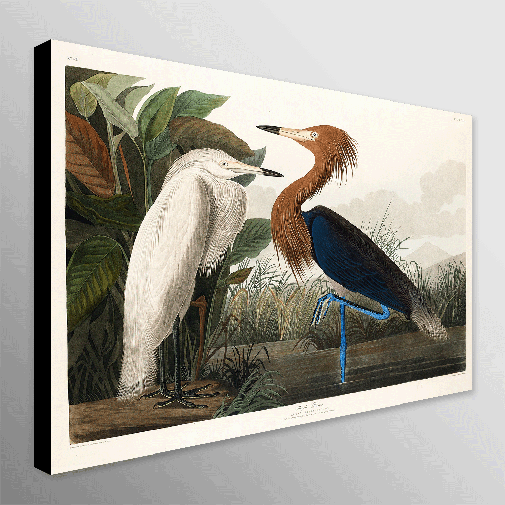 Purple Heron (1827) Vintage Art by John James Audubon