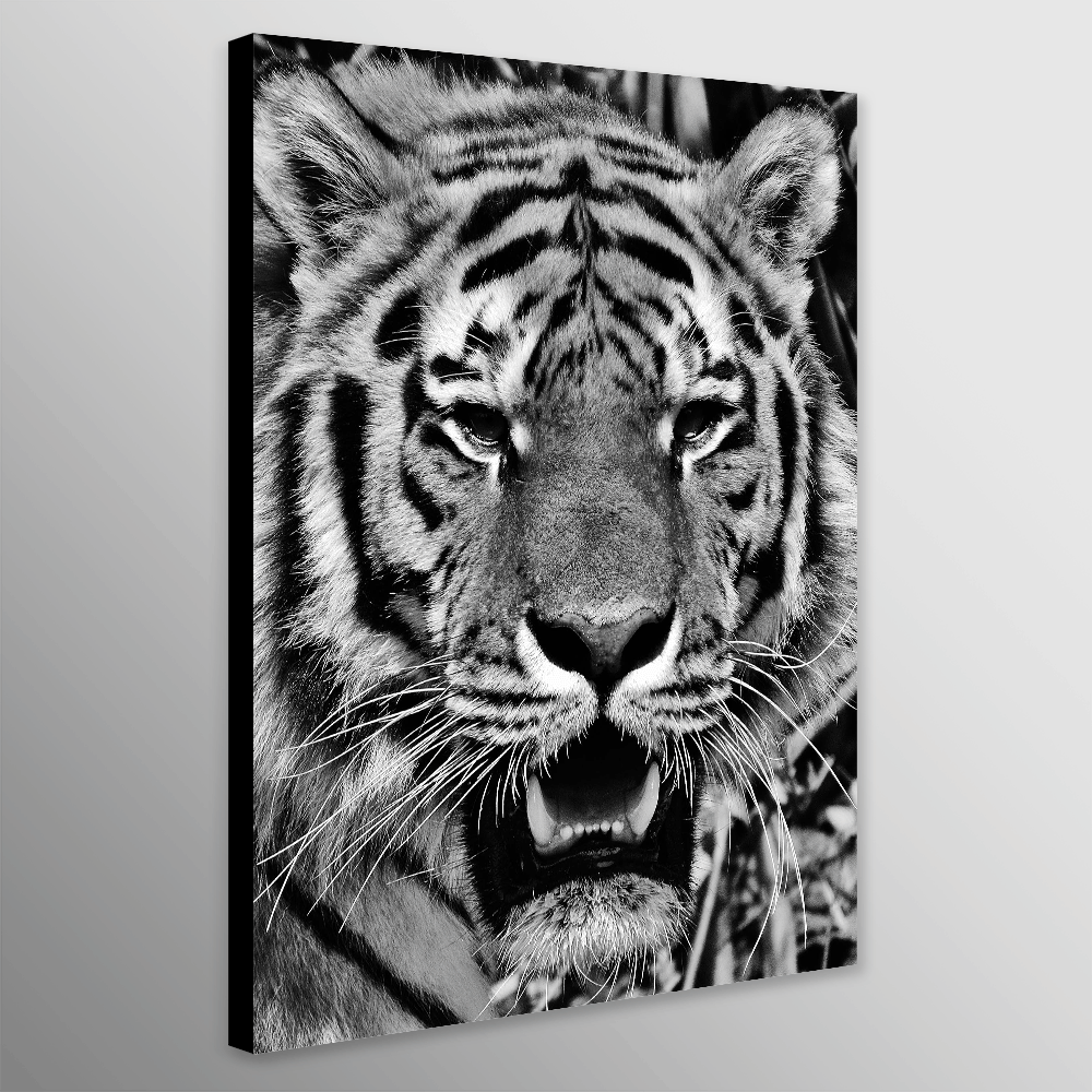 Tigers Head - Monochrome