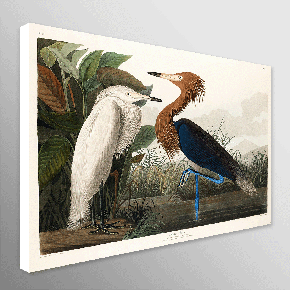 Purple Heron (1827) Vintage Art by John James Audubon