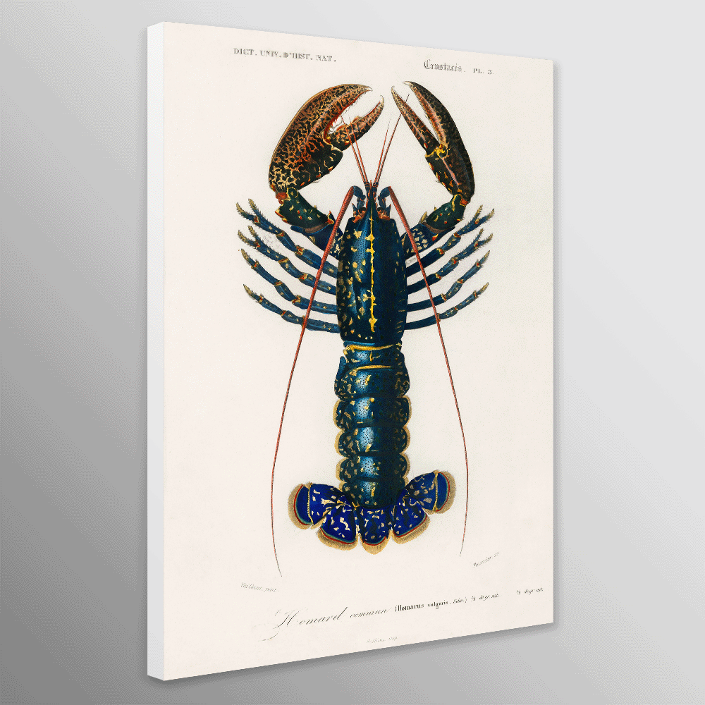 Lobster - Vintage by Charles Dessalines D' Orbigny 