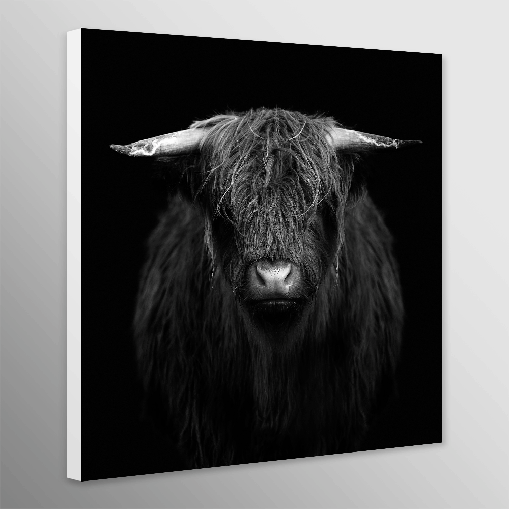 Highland Cow - Black And White
