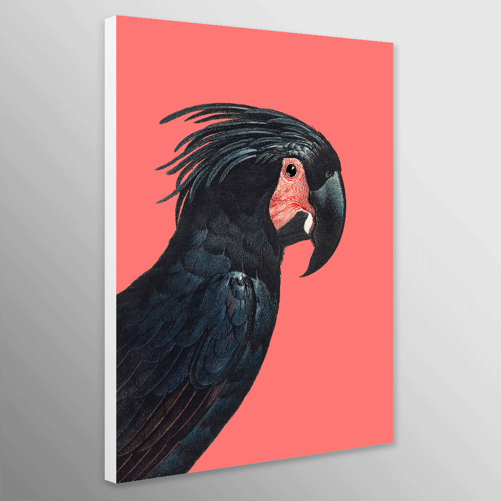 The Palm Cockatoo by Francois Levaillan