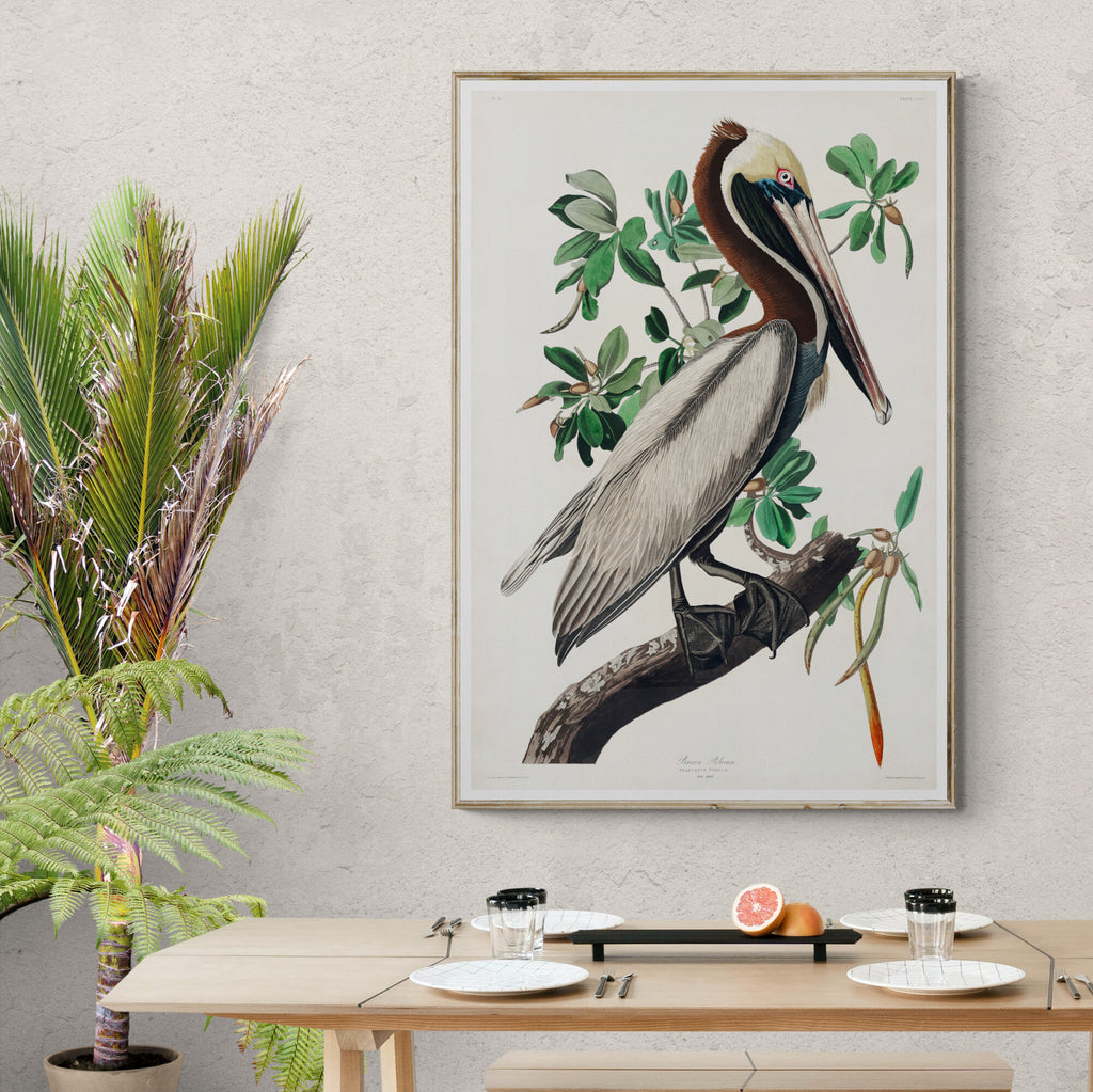 Brown Pelican by John James Audubon