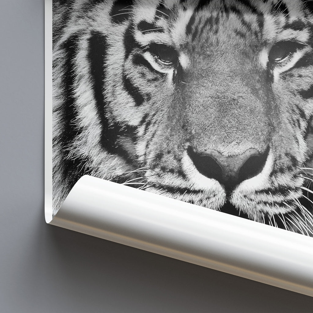Tigers Head - Monochrome